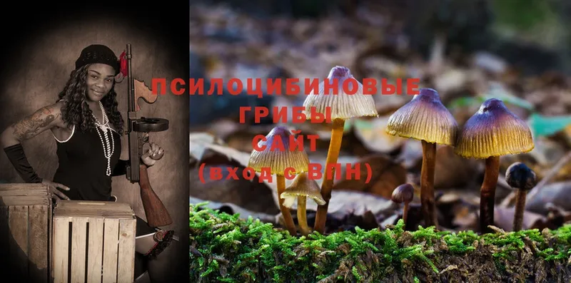 Галлюциногенные грибы Psilocybe  это телеграм  Пятигорск  закладка 